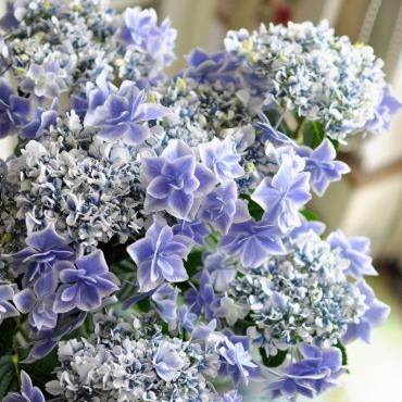 母の日に特別なアジサイ 万華鏡 銀河 花屋ブログ 兵庫県三木市の花屋 フローリスト シバタにフラワーギフトはお任せください 当店は 安心と信頼の花キューピット加盟店です 花キューピットタウン