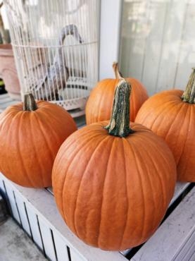 ハロウィンかぼちゃ｜「フローリスト　シバタ」　（兵庫県三木市の花キューピット加盟店 花屋）のブログ