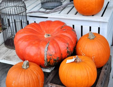 ハロウィンカボチャ|「フローリスト　シバタ」　（兵庫県三木市の花屋）のブログ