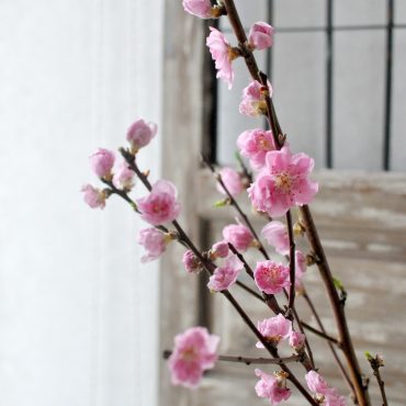 桃の節句｜「フローリスト　シバタ」　（兵庫県三木市の花キューピット加盟店 花屋）のブログ